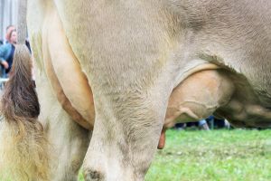 151009ViehschauSarnen 148